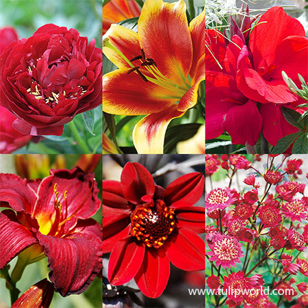 All Red Summer Collection red perennials, red flowers that bloom in summer, perennials that are red, red flowering perennials, red blooming flower bulbs 