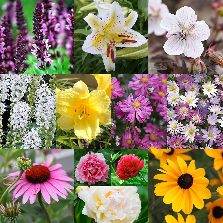 All Season Blooming Perennial Collection 