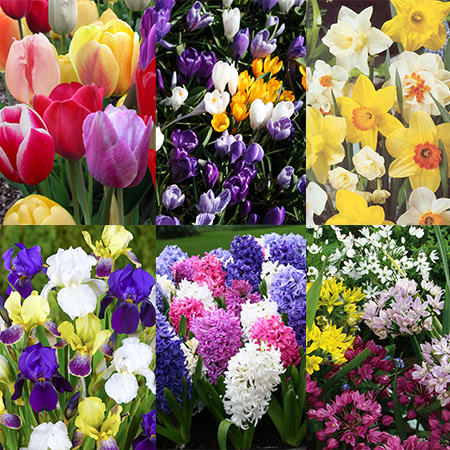 All Spring Blooms Value Collection 