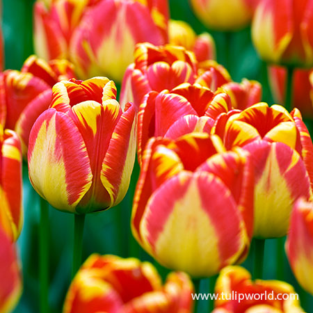 Banja Luka Darwin Hybrid Tulip Pre-Chilled banja luka darwin hybrid tulip, pre-chilled tulip bulbs, bulbs for growing indoors, bulbs for growing in pots, bulbs for growing in vases