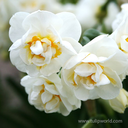 Bridal Crown Daffodil Pre-Chilled 