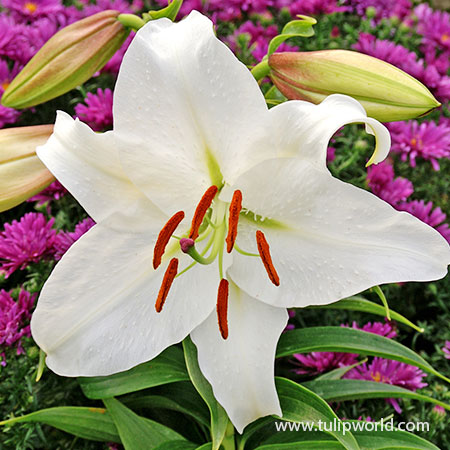 Casablanca Oriental Lily white lily bulbs, casablanca oriental lily bulbs, lilium casa blanca, white lilium, oriental lily, casablanca lily price, fragrant flowers