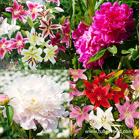 Classic Lily & Peony Collection Peonies for fall planting, lilies for fall planted, stargazer lilies, oriental lilies, asiatic lilies, fragrant lilies, planting peonies in fall, planting lilies in fall 