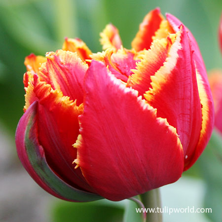 Crystal Beauty Fringed Double Tulip crystal beauty tulip, orange tulips, red tulips, tulip bulbs for sale, wholesale tulips, fringed tulips, unique tulips