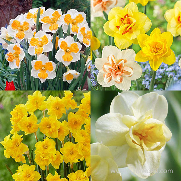 Daring Daffodil Collection