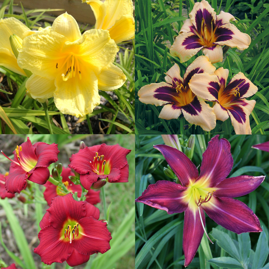 Dazzling Daylily Collection 