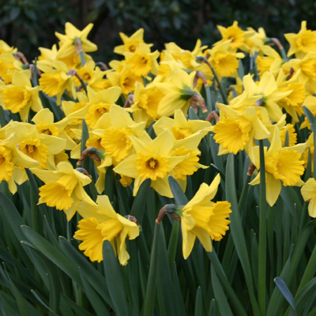 Dutch Master Daffodils Pre-Chilled where can I buy pre-chilled bulbs, where to buy daffodils, buy daffodil bulbs, flower bulbs for the south, 