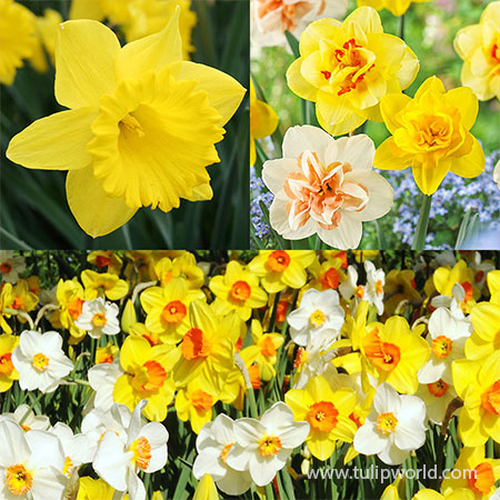 Dynamic Daffodil Collection double daffodils, mixed daffodils, daffodils for naturalizing, daffodils bulbs for sale, yellow daffodils, where to buy daffodils, when can I plant daffodils 