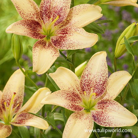 Easy Spot Asiatic Lily 