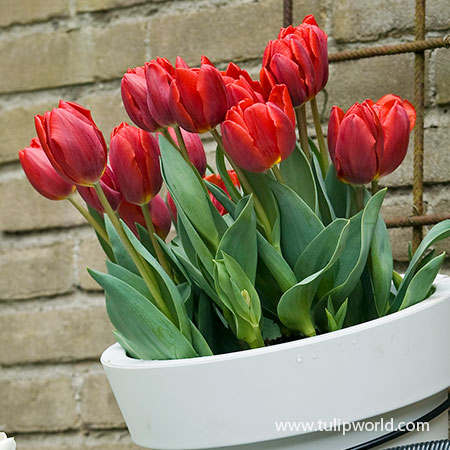 Escape Triumph Tulip Pre-Chilled pre-chilled bulbs, bulbs for growing tulips indoors, growing bulbs indoors, forcing tulips in water, growing tulips in a vase with water