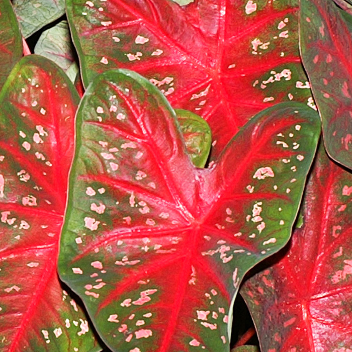 Fast Flash Caladium 