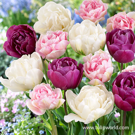 Florists Treat Tulip Blend 