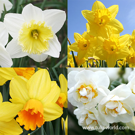 Forced Bulbs Daffodil Collection daffodils for forcing, daffodil bulbs for forcing, pre-chilled bulbs for forcing, bulbs for indoor gardening, best bulbs for forcing