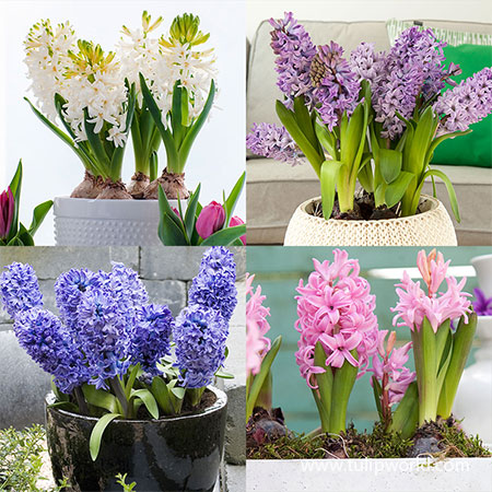 Forced Bulbs Hyacinth Collection pre-chilled bulbs, bulbs for forcing, hyacinths bulbs for forcing, flower bulbs for forcing, tulip bulbs for forcing, 