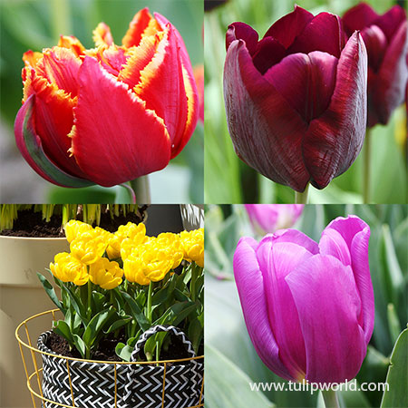 Forced Bulbs Tulip Collection pre-chilled bulbs, pre-chilled tulips, tulip bulbs for forcing, spring bulbs for forcing, best bulbs for forcing, how to force bulbs, how to force tulips 