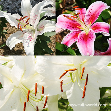 Fragrant Oriental Lily Collection lily bulbs, oriental lilies, lilies for sale, stargazer lilies, peonies, fragrant flowers, fragrant lilies, 