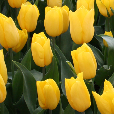 Golden Parade Pre-Chilled Tulip Bulbs tulips for forcing, growing tulips indoors, pre-chilled tulips, yellow tulips, tulips for vases, bulbs for growing indoors, bulbs for warm climates