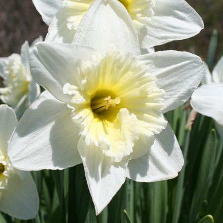 Ice Follies Daffodil Pre-Chilled Bulbs flower bulbs for the south, pre-chilled bulbs, buy daffodil bulbs, where to buy daffodils, where can I buy pre-chilled bulbs