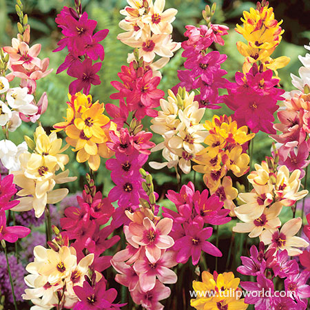 Ixia Mixed (African Corn Lily) 