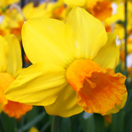 Jetfire Daffodil Pre-Chilled pre-chilled bulbs, daffodils for the south, flower bulbs for southern gardens, daffodils for forcing
