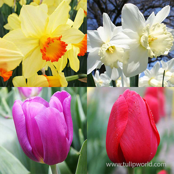 Landscapers Special Bulk Daffodils and Tulips Collection (400 bulbs) bulk tulips, bulk daffodils, whole flower bulbs, wholesale tulips, wholesale daffodils, landscaper flower bulbs