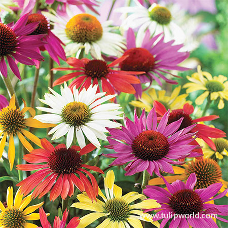 Mixed Coneflower 3 Pack coneflower varieties, echinacea, coneflowers for sale, types of coneflowers, plants for butterflies, plants that attract butterflies, deals on flowers, deals on perennials, perennials for sale
