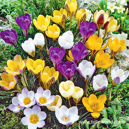 Mixed Crocus Value Pack crocus bulbs, mixed crocus, purple crocus, yellow crocus, white crocus, crocus planted in lawn, crocus for lawn