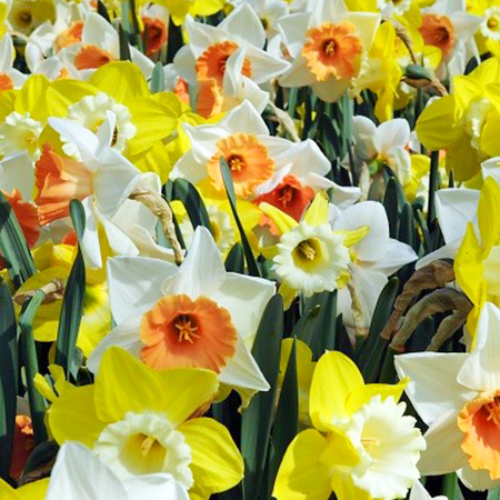Mixed Naturalizing Daffodils Value Pack 