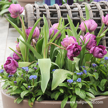 Negrita Double Tulip Pre-Chilled pre-chilled bulbs, pre-chilled tulips, purple tulips, bulbs for forcing, tulips for warm climates, purple double tulips