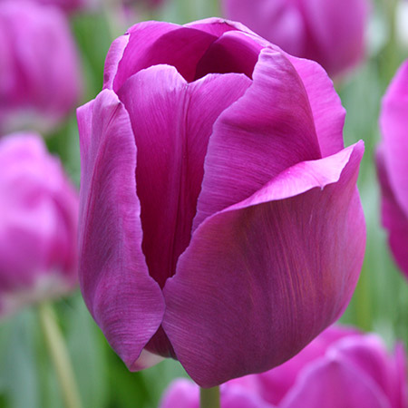 Negrita Tulip Pre-Chilled tulips for forcing, growing tulips indoors, pre-chilled tulips, purple tulips, tulips for vases, bulbs for growing indoors, bulbs for warm climates