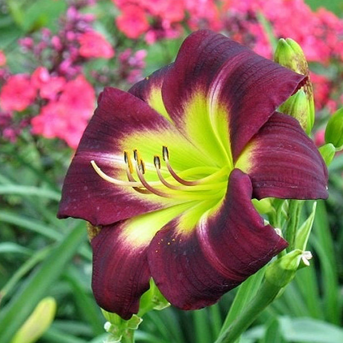 Night Beacon Reblooming Daylily 