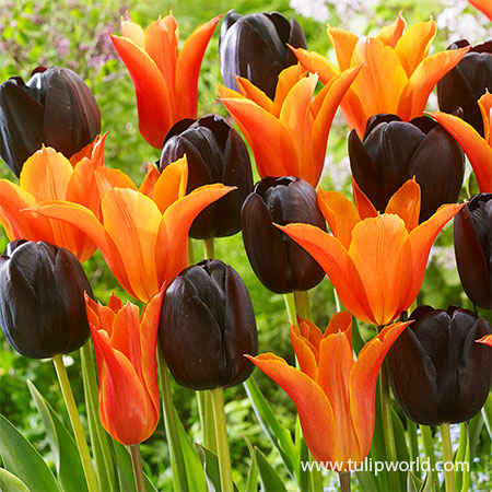 Orange & Black Tulip Mix black tulips, black and orange tulips, orange tulips, late spring tulips, bulk tulips, wholesale tulips, unique tulips, mixed tulips