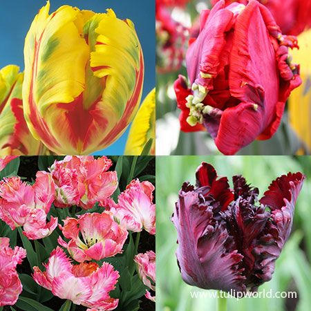 Parrot Tulip Collection parrot tulips, black parrot tulips, parrot tulips for sale, tulip varieties, rococo parrot tulip, bright parrot tulip, unique tulips
