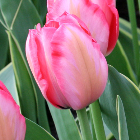 Pink Impression Darwin Hybrid Tulip Pre-Chilled