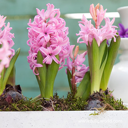Pink Pearl Hyacinth Pre-Chilled