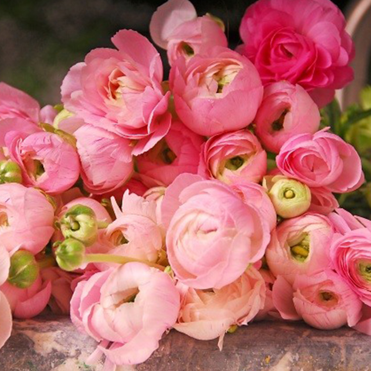 Pink Ranunculus 