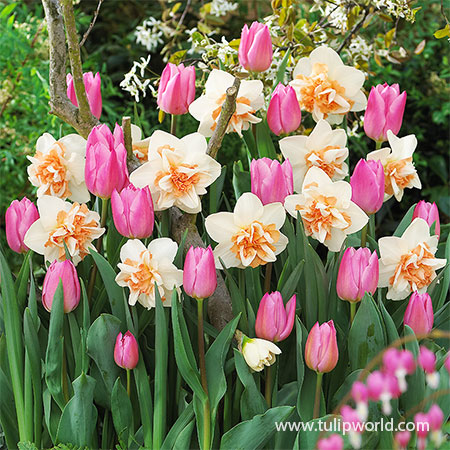 Pink Tulip & Daffodil Blend pink tulips, pink daffodils, replete double daffodils, pink triumph tulips, mix of tulips and daffodils, tulips and daffodil blend