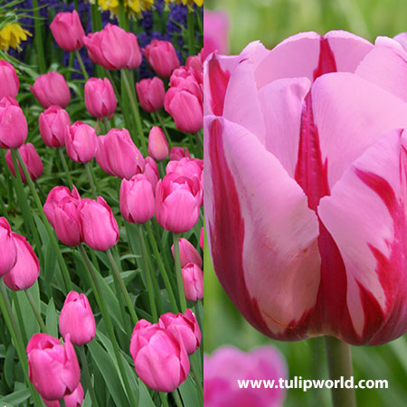 Pretty in Pink Tulip Collection 