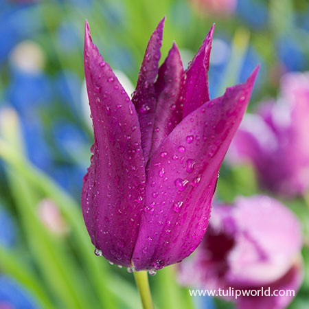 Purple Dream Lily Tulip tulip bulbs, tulip varieties, spring tulips, lily flowering tulips, purple tulips, lily tulips