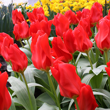 Red Emperor Tulip 