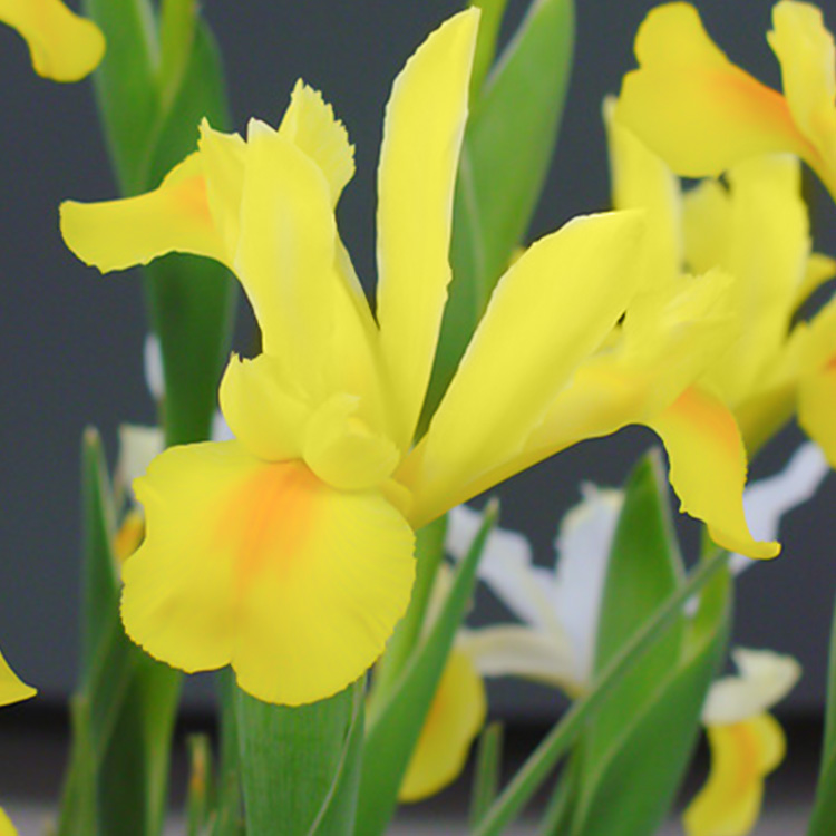 Royal Yellow Dutch Iris 