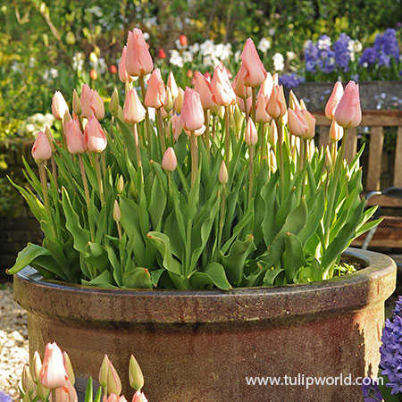 Salmon Impression Darwin Hybrid Tulip Pre-Chilled tulips for forcing, growing tulips indoors, pre-chilled tulips, purple tulips, tulips for vases, bulbs for growing indoors, bulbs for warm climates