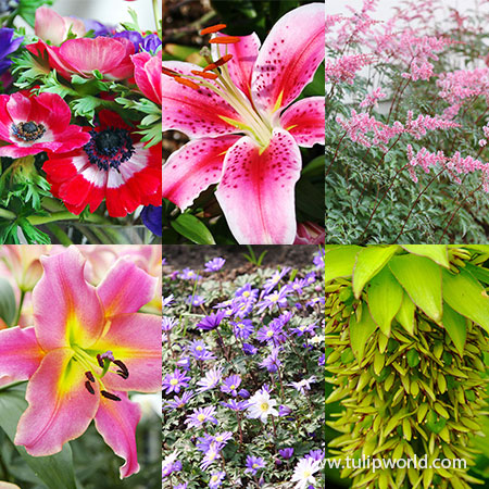 Sensational Summer Blooms Collection summer blooming flowers, flowers that bloom in summer, lily bulbs for sale online, oriental lily bulbs for sale, buy lily bulbs online, buy bare root perennials online