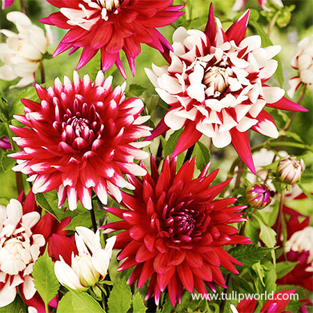 Shades of Red Dahlia Blend shades of red dahlia blend, red dahlias, decorative dahlias, pom pon dahlias, ball dahlias, dahila mixes, best red dahlias, dahlia blend red mixed, spring planted bulbs