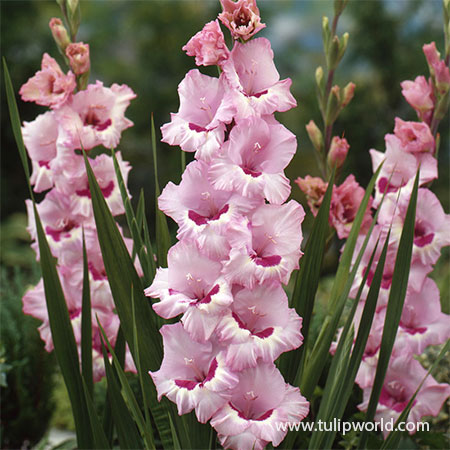 Thats Love Gladiolus where to buy gladiolus bulbs, gladiolus bulbs suppliers, large gladiolus bulbs, pink and white gladiolus bulbs, giant gladiolus, 