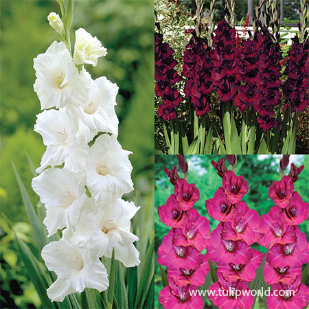 Violaceaous Gladiolus Collection 