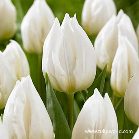 White Prince Single Early Tulip 