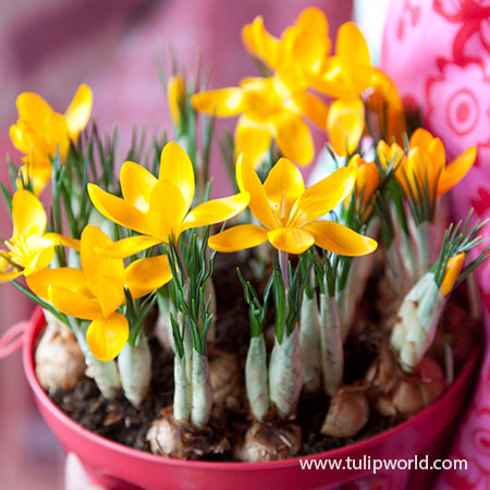 Yellow Mammoth Crocus Pre-Chilled pre-chilled bulbs, where can i buy pre chilled bulbs, pre chilled bulbs for sale, buy pre chilled bulbs, pre chilled flower bulbs, planting pre chilled bulbs