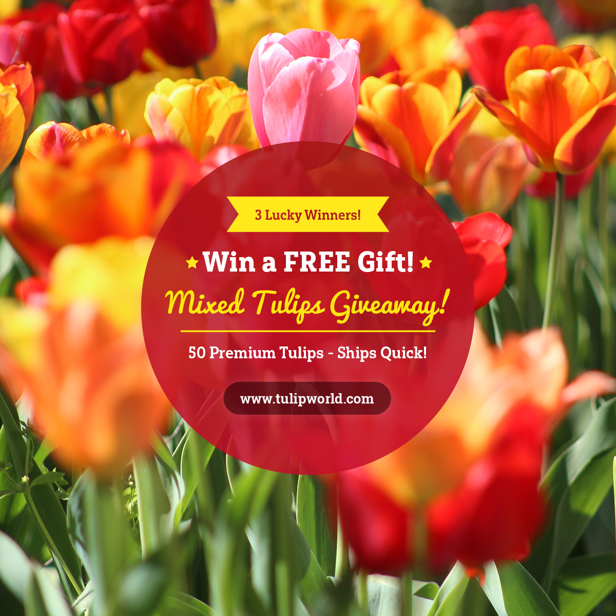 3 FREE 50 Pack Jumbo Mixed Tulip Giveaway!