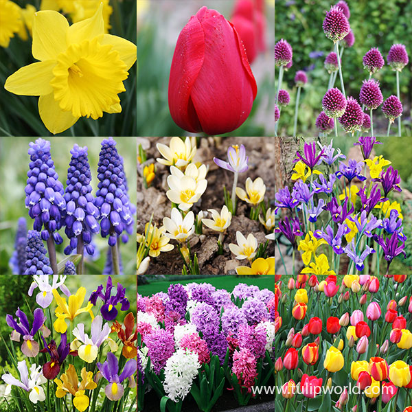 60 Days of Spring Blooms Garden Collection